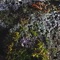 Bells on my feet (feat. Riley Kasso) - The Gosh Particle lyrics