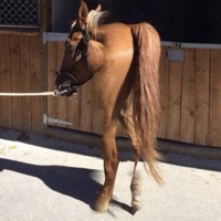 Horse Philosophy - Single - mayh3mp