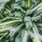 Bok Choy (feat. OG Vern & King Ezz) - Jay Vega lyrics