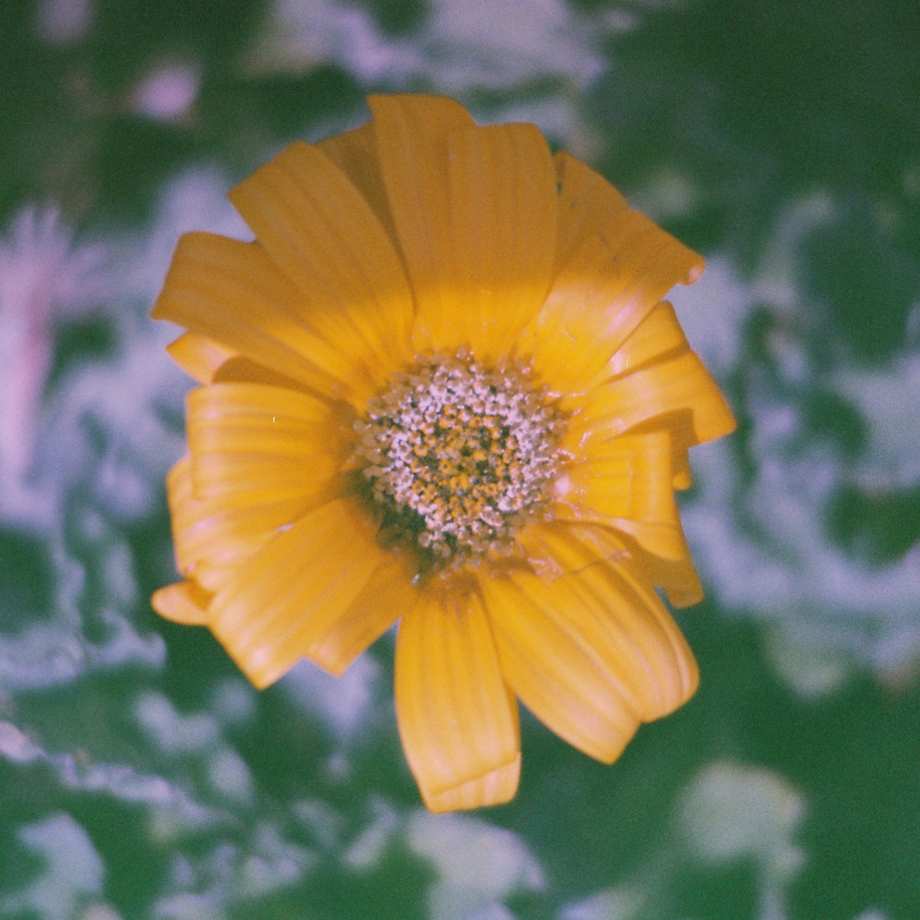 aekasora - runaway dream