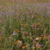 Just in Case - Single - Greenwood