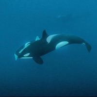 Do What I Want (feat. Gon Lenon) - Single - Wally Riggz