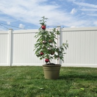 It's Christmas, Charlie - Single - Ill Millz