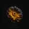Prodigal - Evoe lyrics