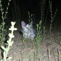 Cigarettes - Single - Luvstorm