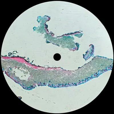Ascolta 'Liquen - Single' di 4Fine