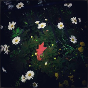 Radishes and Flowers - Single