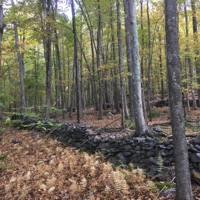 Oregano - Single - skawt