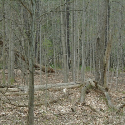 Dear God (feat. Mike M.) - Single