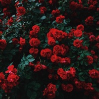 Roses By My Pillow - Single - Kollin
