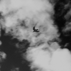 Chips Freeverse LONGLIVEAPOLLO