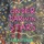 Sara Storer - Under Darwin Stars
