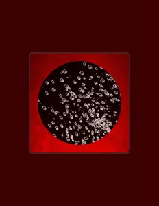 Ouve LASHADE, vê vídeos de música, lê a biografia, vê as datas da digressão e muito mais!