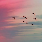 Pajarito - Single