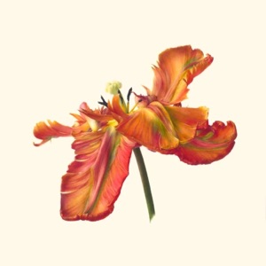 Yarí / Ataxie / Ma'am - Single