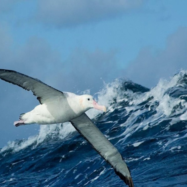 Albatross