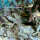 Alberto Posadas Liturgia Fractal