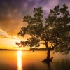 Calming Flute