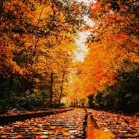 Orange Leaves - Single - SamTheDawn