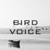 Bird Voice - Single