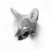 Night Train - Canson