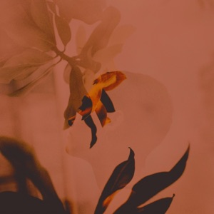 Hummingbird - Single