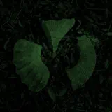 HVL - Temppa