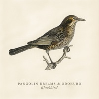 Blackbird - Single - Pangolin Dreams & Odokuro