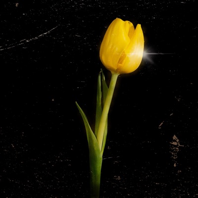 Tulipanes Amarillos - EP