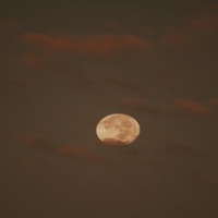 Loba (feat. Koke K2) - Single - Rodri G