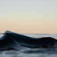 Merda Fins El Coll - Single - VANILA