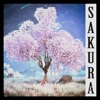 Sakura - Single