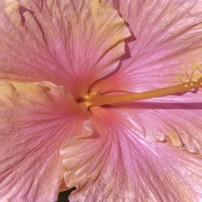 Marionette (feat. Garrett.) - Single