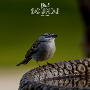 Bird Sounds For Sleep - EP