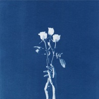 Roses Fly - Single - Spencer Hoffman