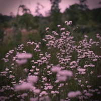 Helena - Single - Dewberry Dastardly