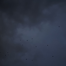 Time Flies By Colens