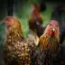 Relieve Stress and Relax with Animal and Chicken Sounds song reviews