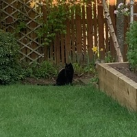 Thoughts - Single - fall