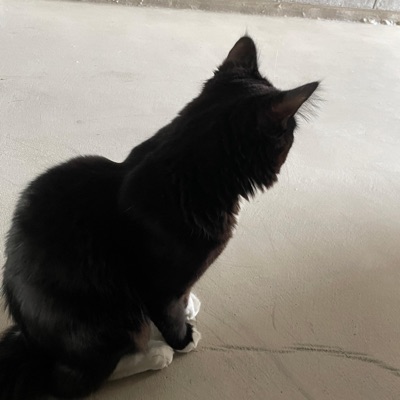 I Want a Cat - Single
