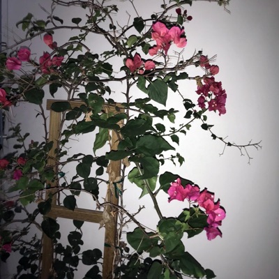 Browser's Castle (feat. Fortis) - Single