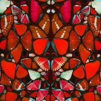 Butterflies - Single - Corty & Freshmaker