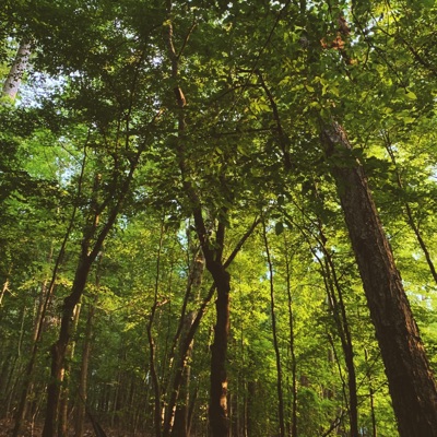 LostInStogieForest. - EP