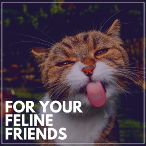 For Your Feline Friends
