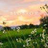 Blossom - Single