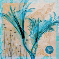 Immeasurable Light (D-Formation Remix) - Single - Cosmic Bambino, La Santa Music & Jinadu