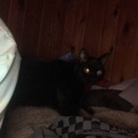 BATMANE (feat. Wubz) - Single - Robtop