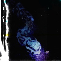 Snakeskin - Single - Alastxrr