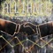 Alliance - Arjun Raghuraman lyrics