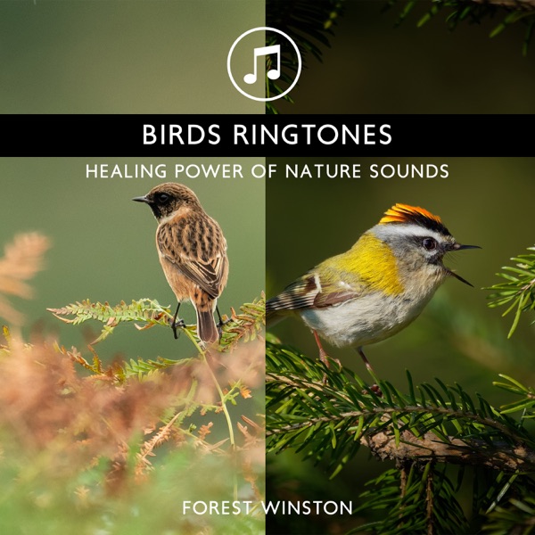 Birds Ringtones - Healing Power of Nature Sounds for Sleep and Relaxation, Morning Chirping Birds